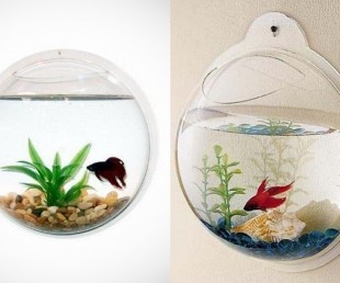 Wall Mount Fish Bowl