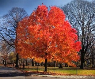 Fall Season in Central Park NYC