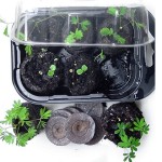 Mimosa pudica plant glowing kit