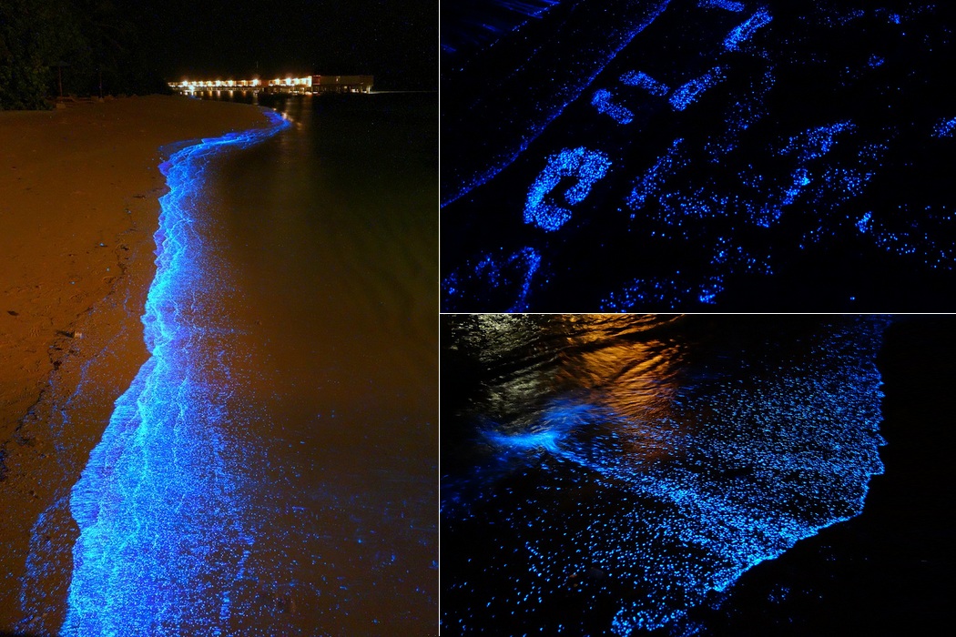 Светящееся море почему светится. Пляж Ваадху Мальдивы. Фосфорится море Азовское. Черное море фосфорится. Светящийся планктон на Азовском море.
