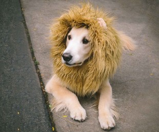 Do You Want A Pet Lion Dog