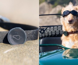 Keep Your Pup In Check With WhistleGPS Dog Monitor