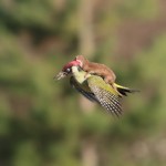 This Photography of Weasel on Woodpecker is Mindblowing