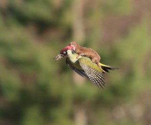 This Photography of Weasel on Woodpecker is Mindblowing