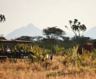 Kenya Wildlife Safari An Experience You Will Never Forget (4) (3)